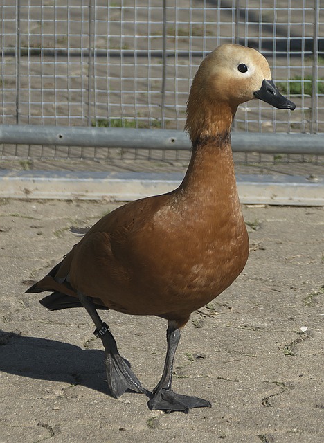 防守屏障