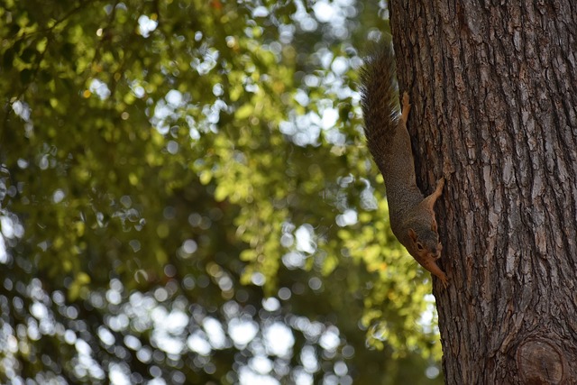 篮球智商和 篮球智商和